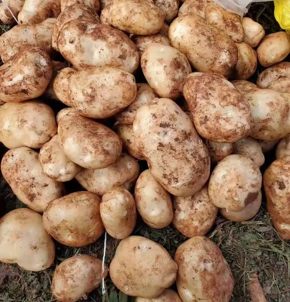 2021 new crop  Chinese fresh potatoes hot sale factory price potato Holland potato