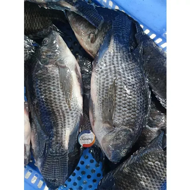 Best Price For China whole round frozen tilapia fish iqf iwp whole round wr all sizes