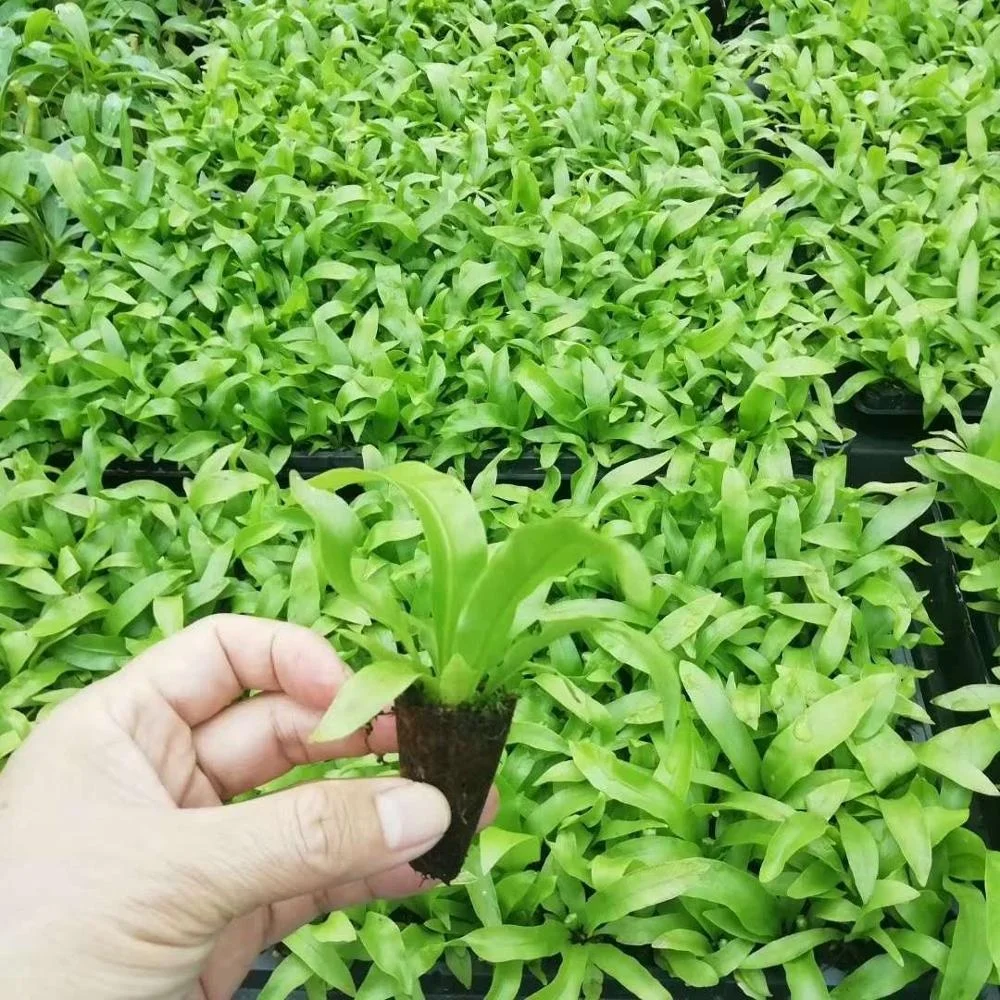 Tissue culture seedlings Sparrow leaf fern  green plant seedling