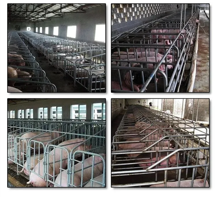 GREAT FARM Modern Agricultural Equipments Animal Cages Sow Gestation pen Galvanized Pig Farrowing Crates pen