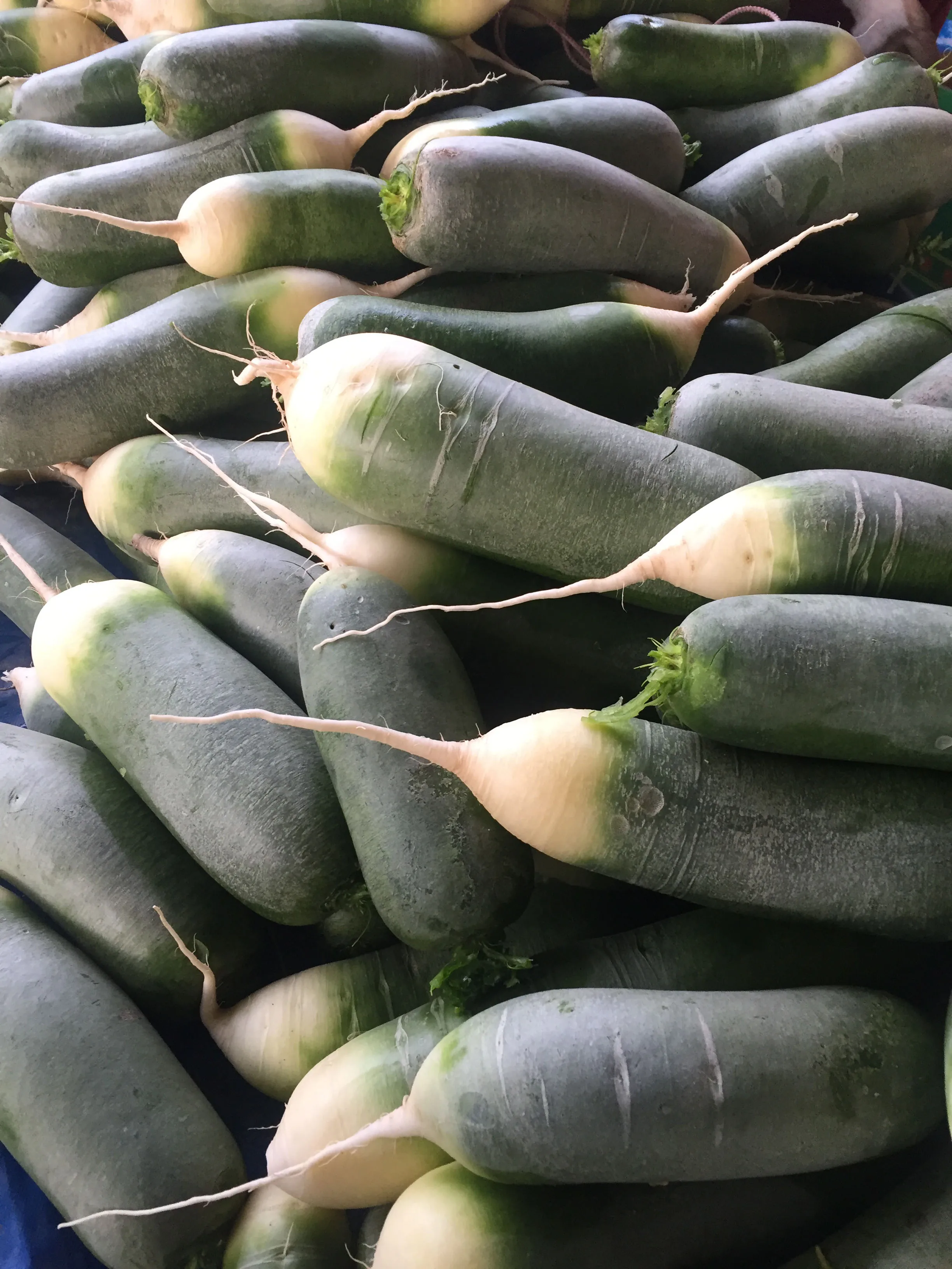 Chinese factory supply Fresh organic vegetables Radish White Green horse radish and seeds price from China for wholesale