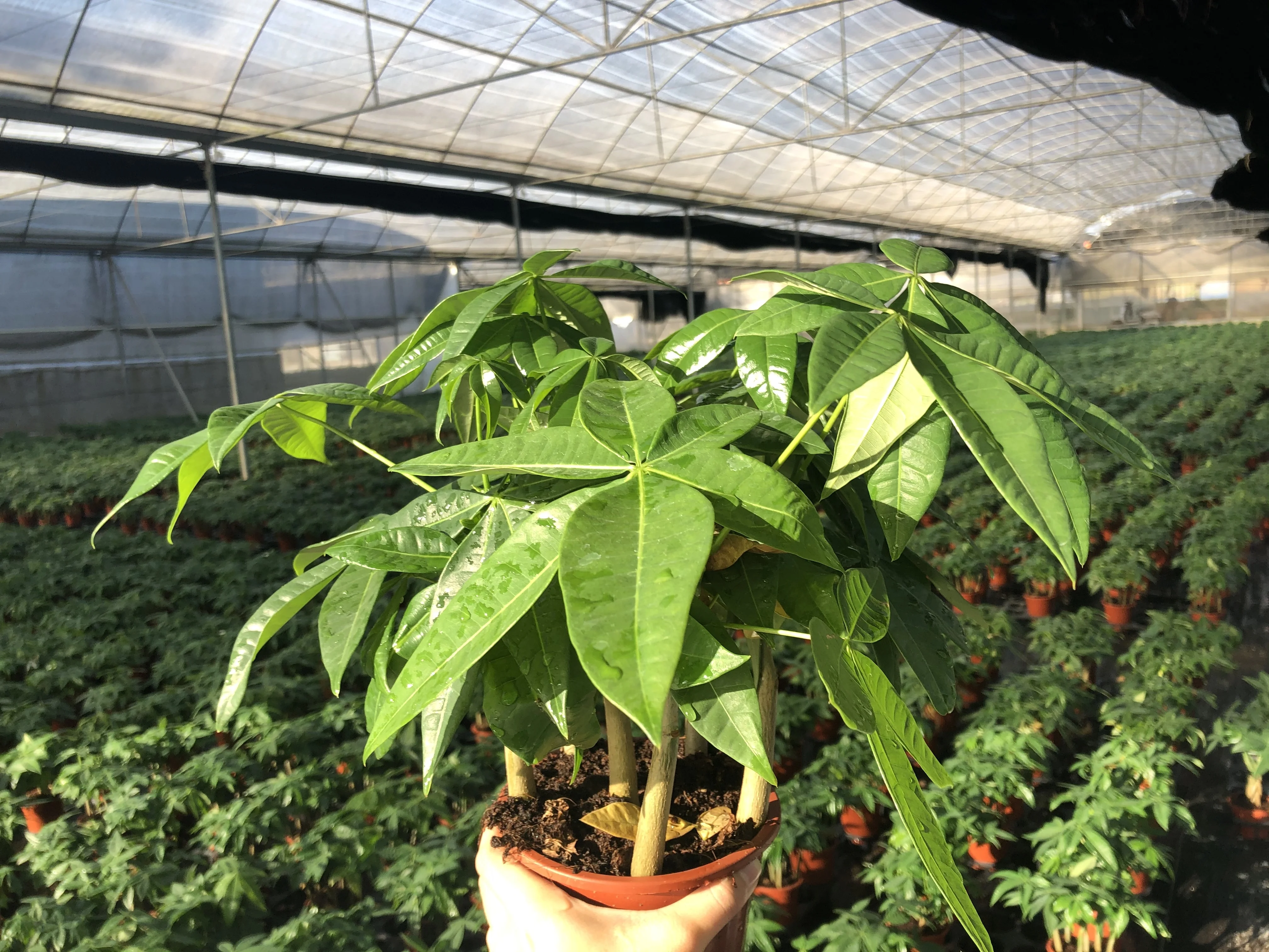 
Factory direct high-quality fortune indoor bonsai fortune tree 