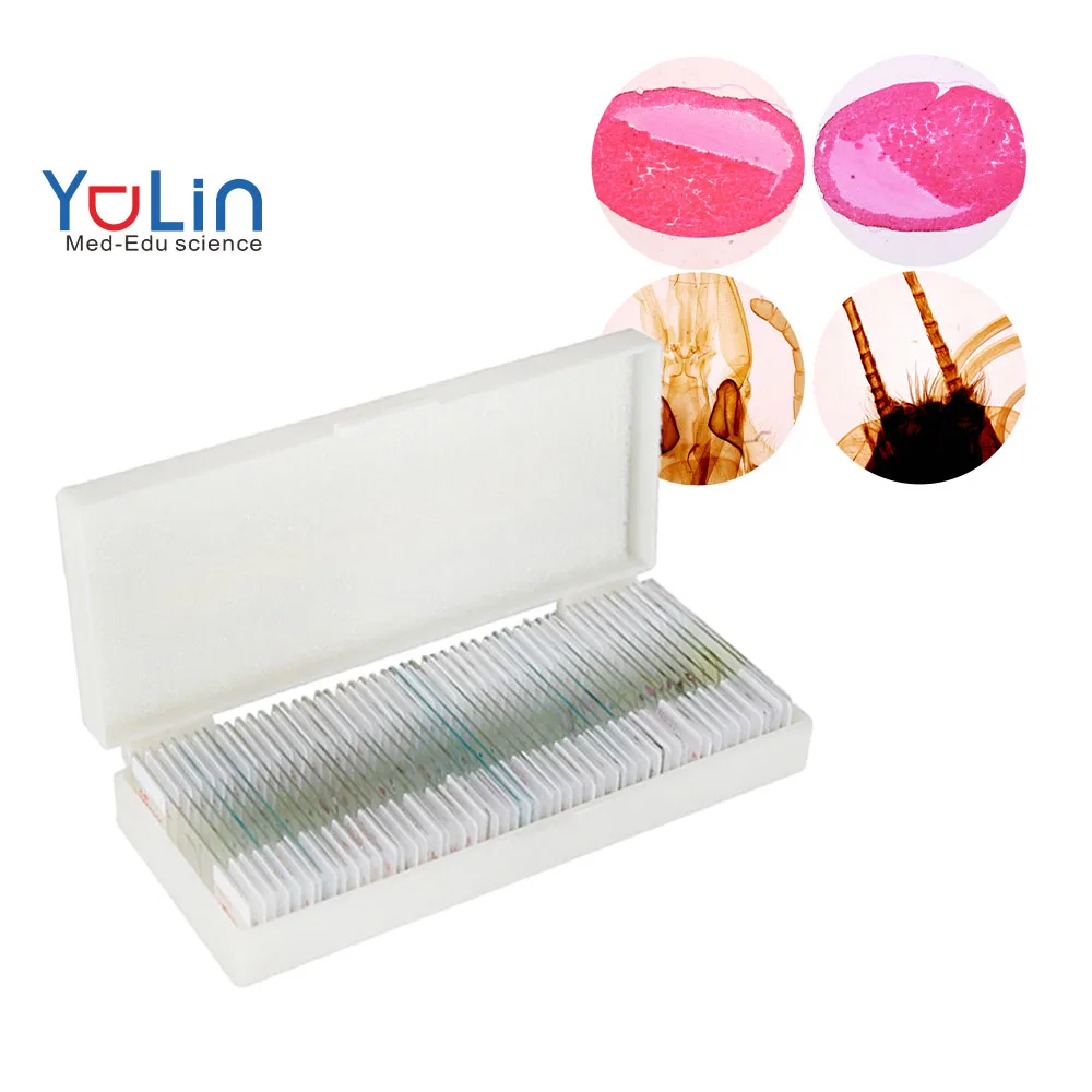 Factory Microscope Prepared Teaching Slides Professional Led Binocular Biological Lab Using Microscope Prepared Teaching Slides