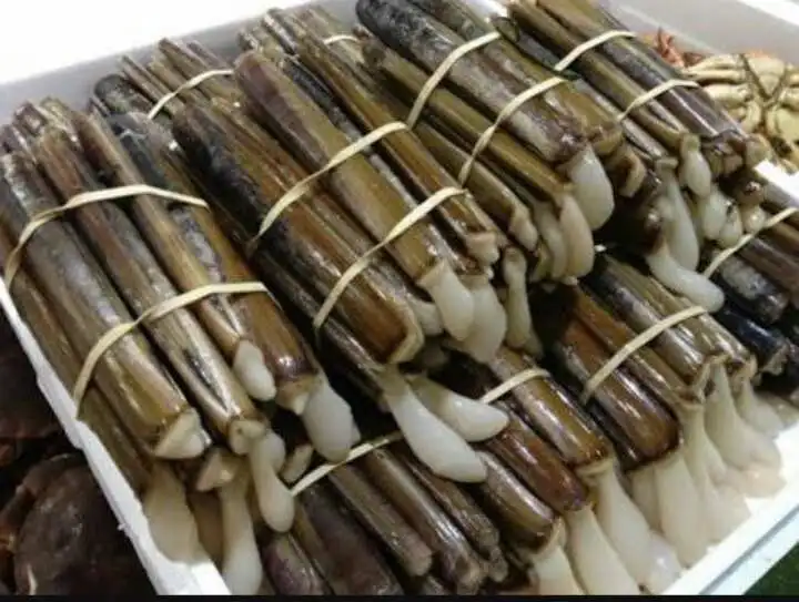 
Live Razor Clam 