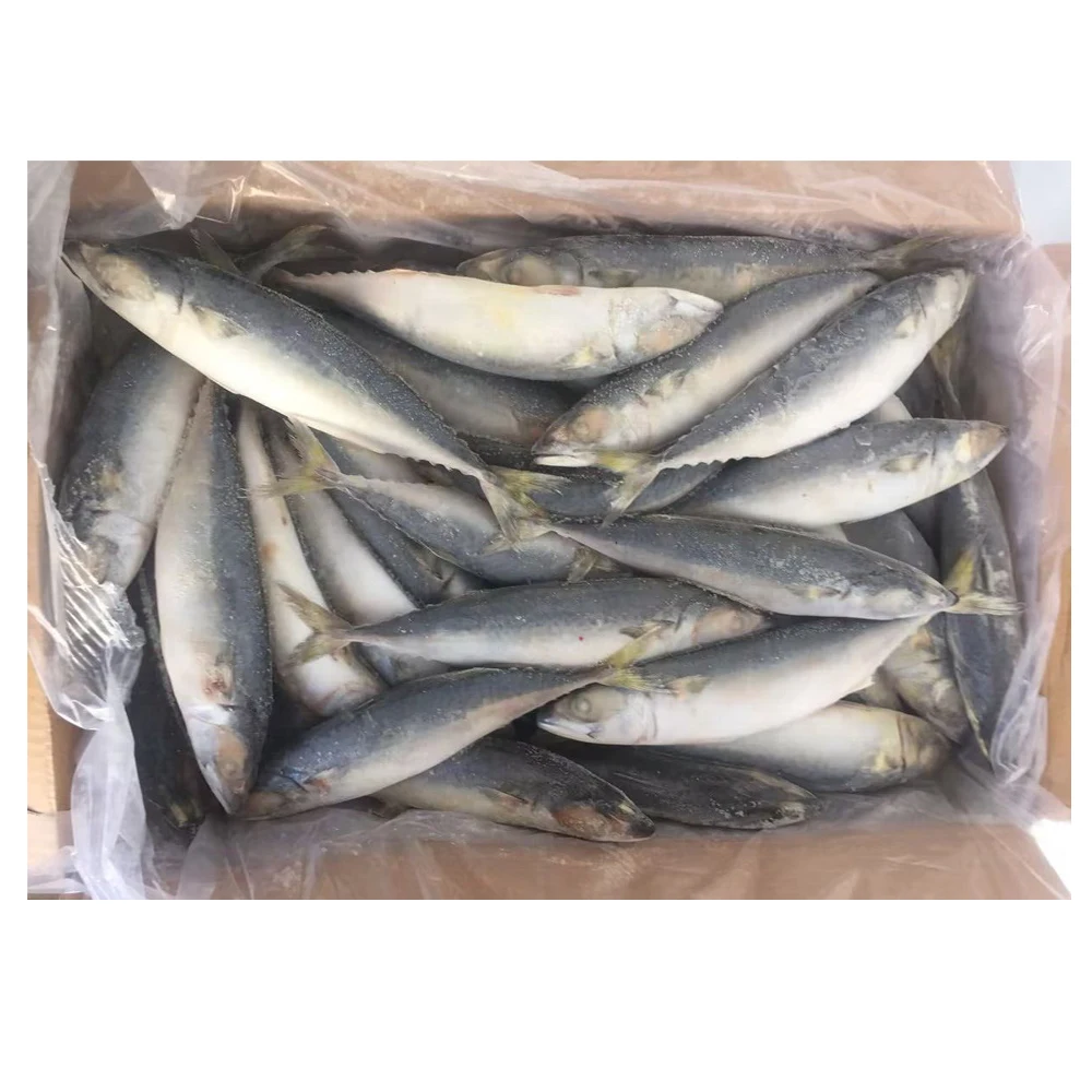 Frozen Pacific Mackerel Seafood 100150g Saba  Frozen Mackerel Fish for Sale in Bulk  Frozen Jack Mackerel Whole Round