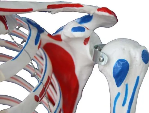 Human education Skeleton with Muscles and Ligaments 180cm Tall with stand /biological model life size skeleton model