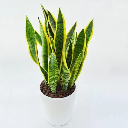 
Sansevieria trifasciata Prain var. laurentii 