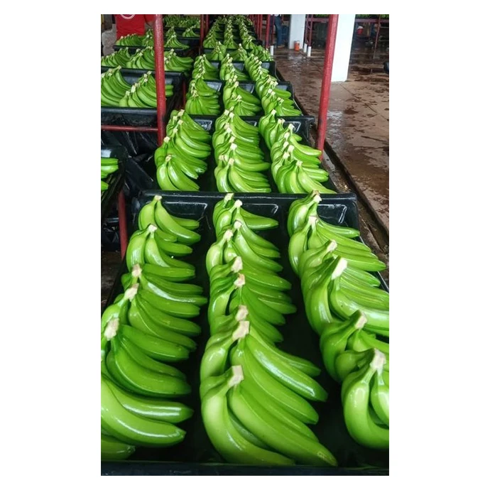 Продажа натуральных свежих бананов Премиум-Качества, Лучшая цена, непосредственно от производителей в Мексике