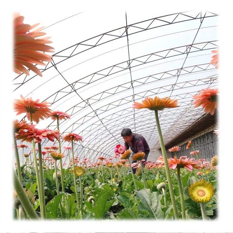 Trinog Greenhouse Multi-span agricultural nft hydroponic farm plastic film greenhouses for melon planting