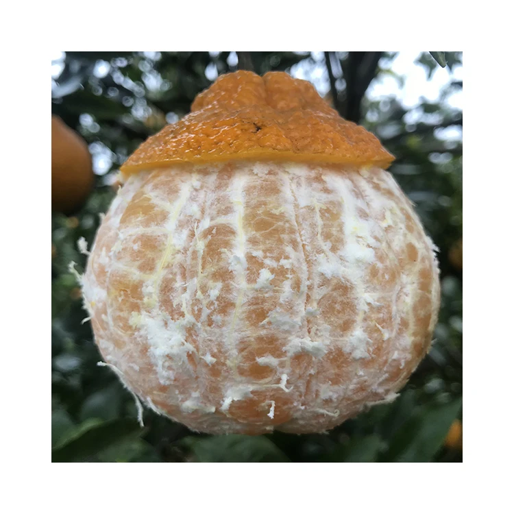 2021 Chinese Original Place Sweet Fresh OrangeNaval Oranges