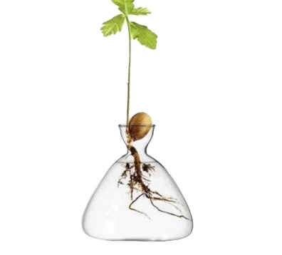 Avocado Bonsai Tree Kit Glass Cork Seed Starter Tray Clear Water Container & Planting Bowl Planter Pot