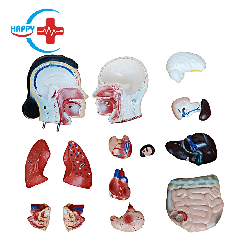 HC-S244 Medical Science 42CM Female Torso Model 13 Pieces Human Torso Training Models