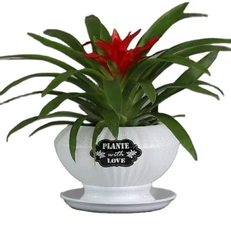 
Simple large white modern tiger skin orchid butterfly orchid special clearance custom Chinese manufacturers 