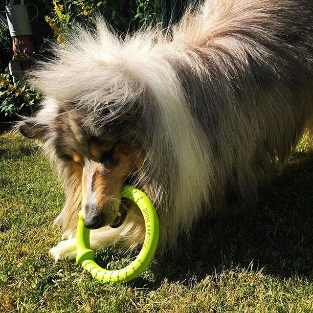 LaRoo 2024 Hot Sale Dog Chew Tooth Cleaning Toy EVA Dog Toy Ball Interactive Dog Chew Rope Toy