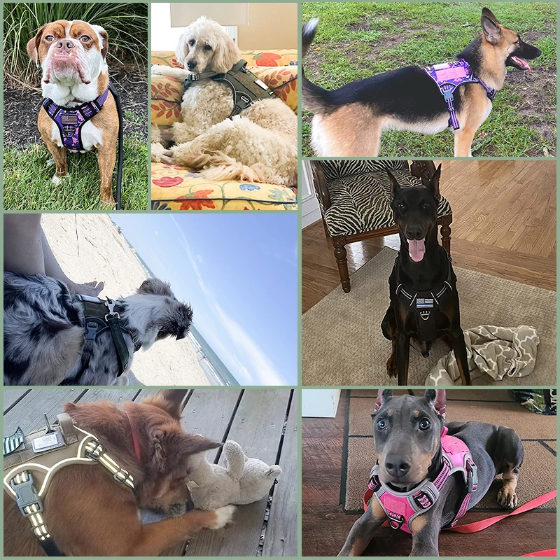 Регулируемый жилет Gacent для собак, сетчатая шлейка с мягкой подкладкой, не тянется, светоотражающая, с логотипом под заказ