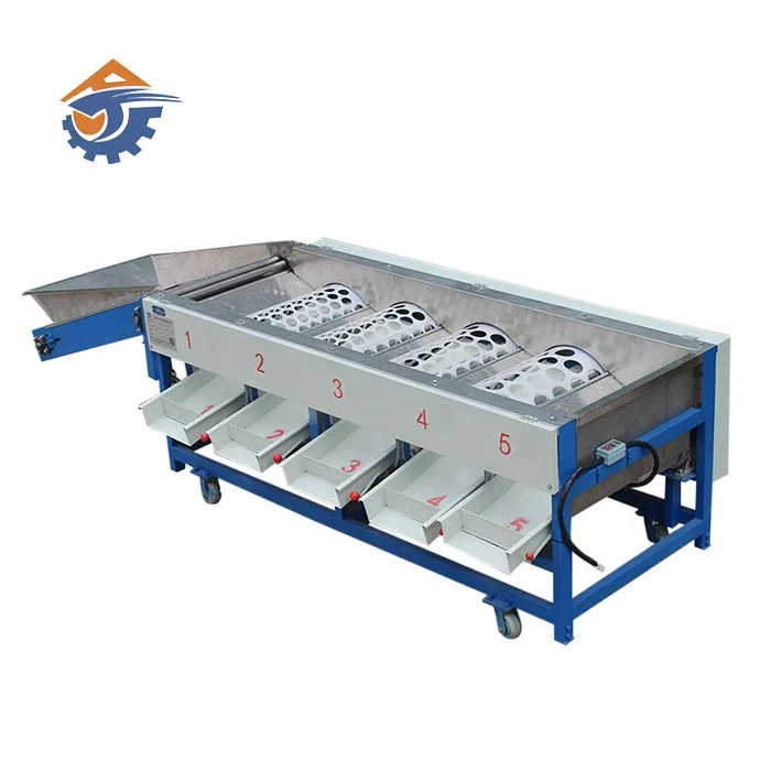 Fruit size washing sorting automatic garlic dates sorting machine