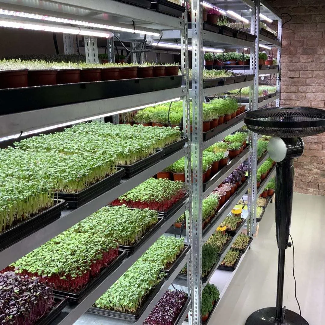 China factory strawberry seedling starting trays seedling tray kit