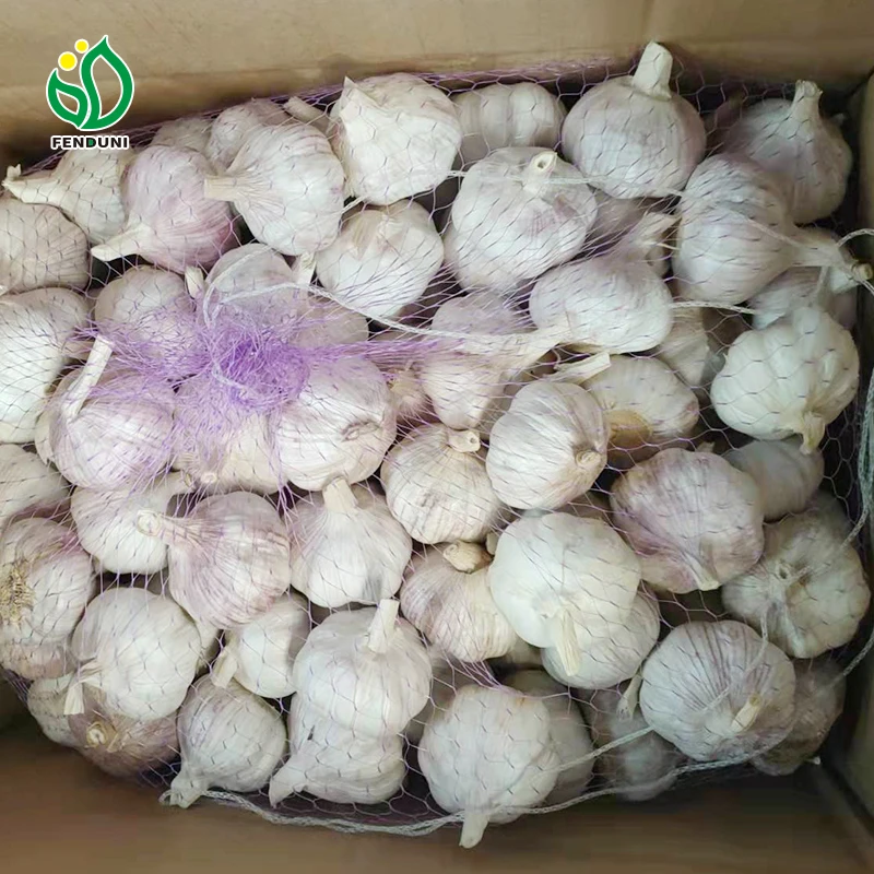 Chinese fresh garlic from Jin xiang county normal white and pure white garlic