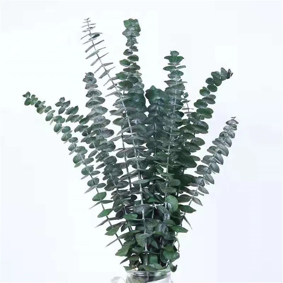 2022 Hot Selling Natural  Eucalyptus Leaves Dried Eucalyptus Leaves Eucalyptus Leaf for Decoration