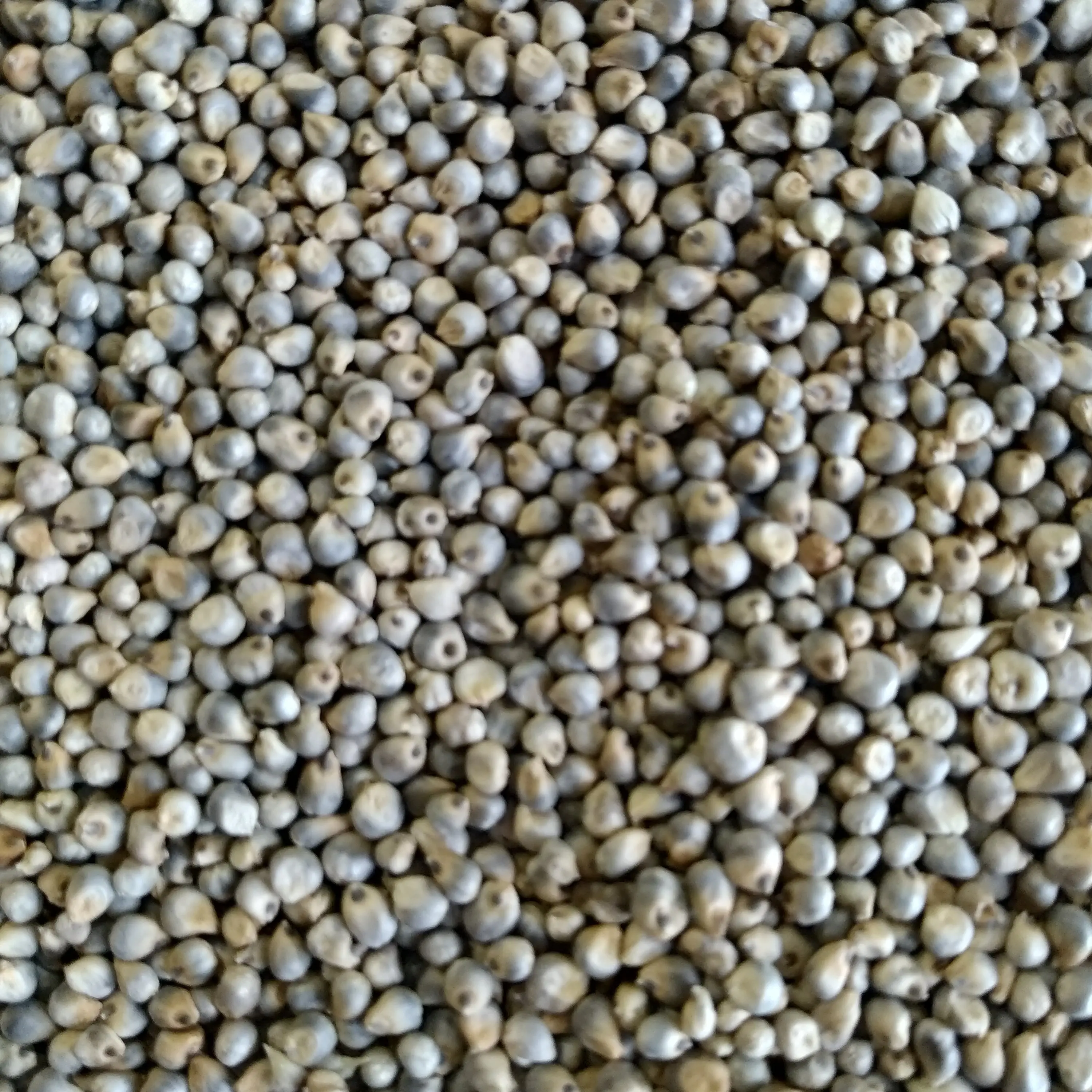 Indian Green Millet Seeds