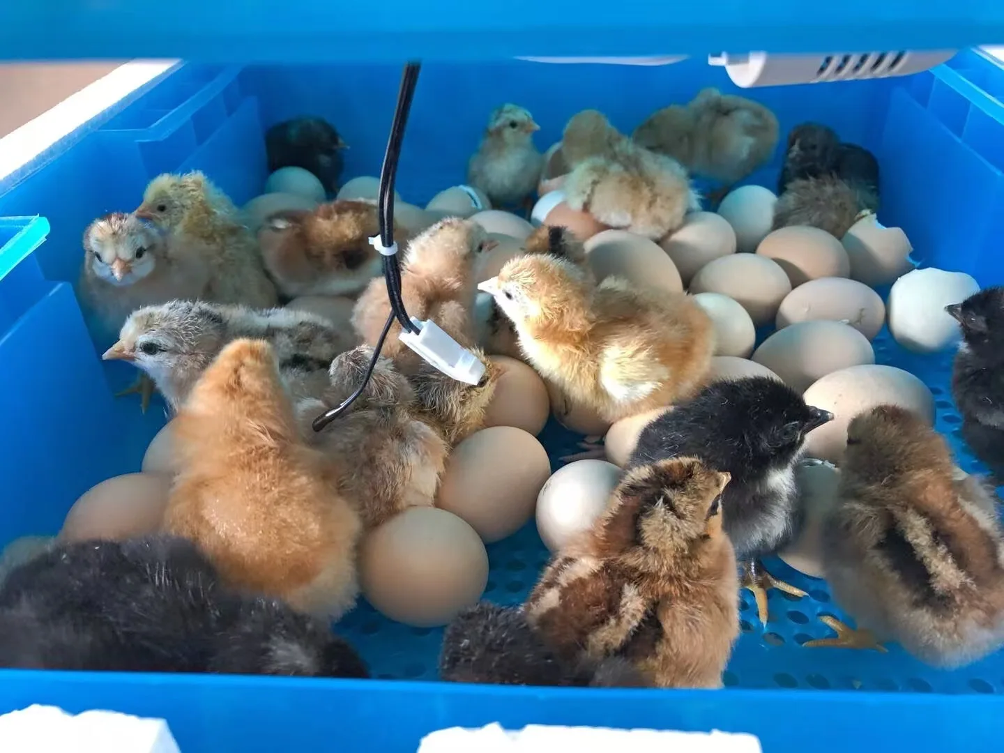 poultry chicken farms Egg hatchery large small mini full automatic 100 200 500 1000 egg incubator for sale
