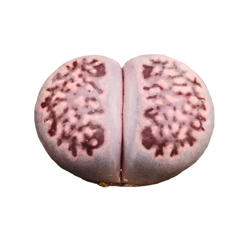 
lithop purpl Wholesale Low price living Good variety,violet Crushed stone2-3cm 