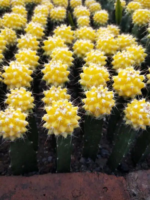 Привитая ЛУНА КАКТУС желтый шар красный красочный кактусы Gymnocalycium Mihanovichii кактус низкая цена