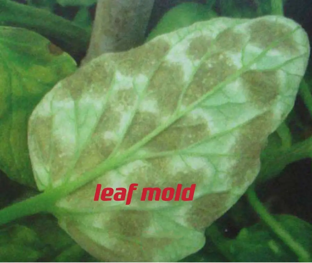 Bacillus amyloliquefaciens