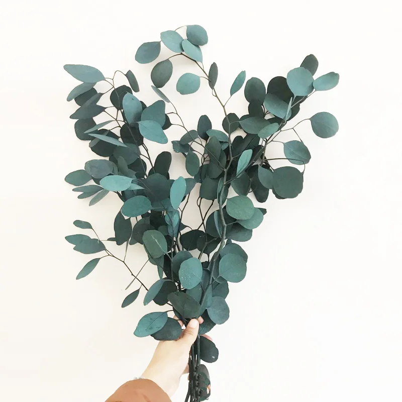 dried leaves and flowers real natural eucalyptus preserved flowers and plants dried flowers plants eucalyptus leaves for decor