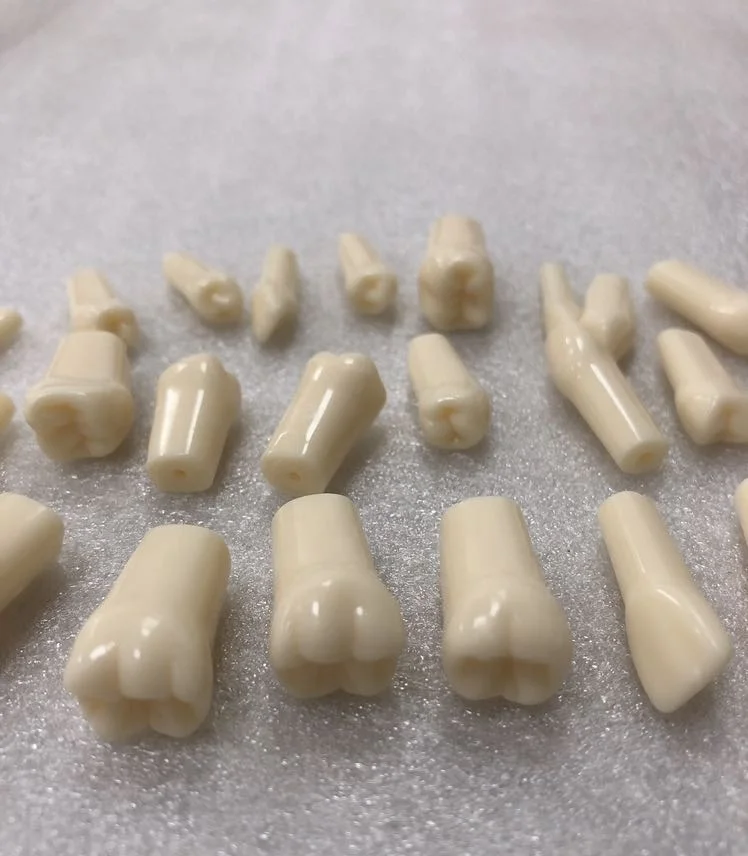 High quality practice teeth model 28 or 32 replacement tooth for practicing