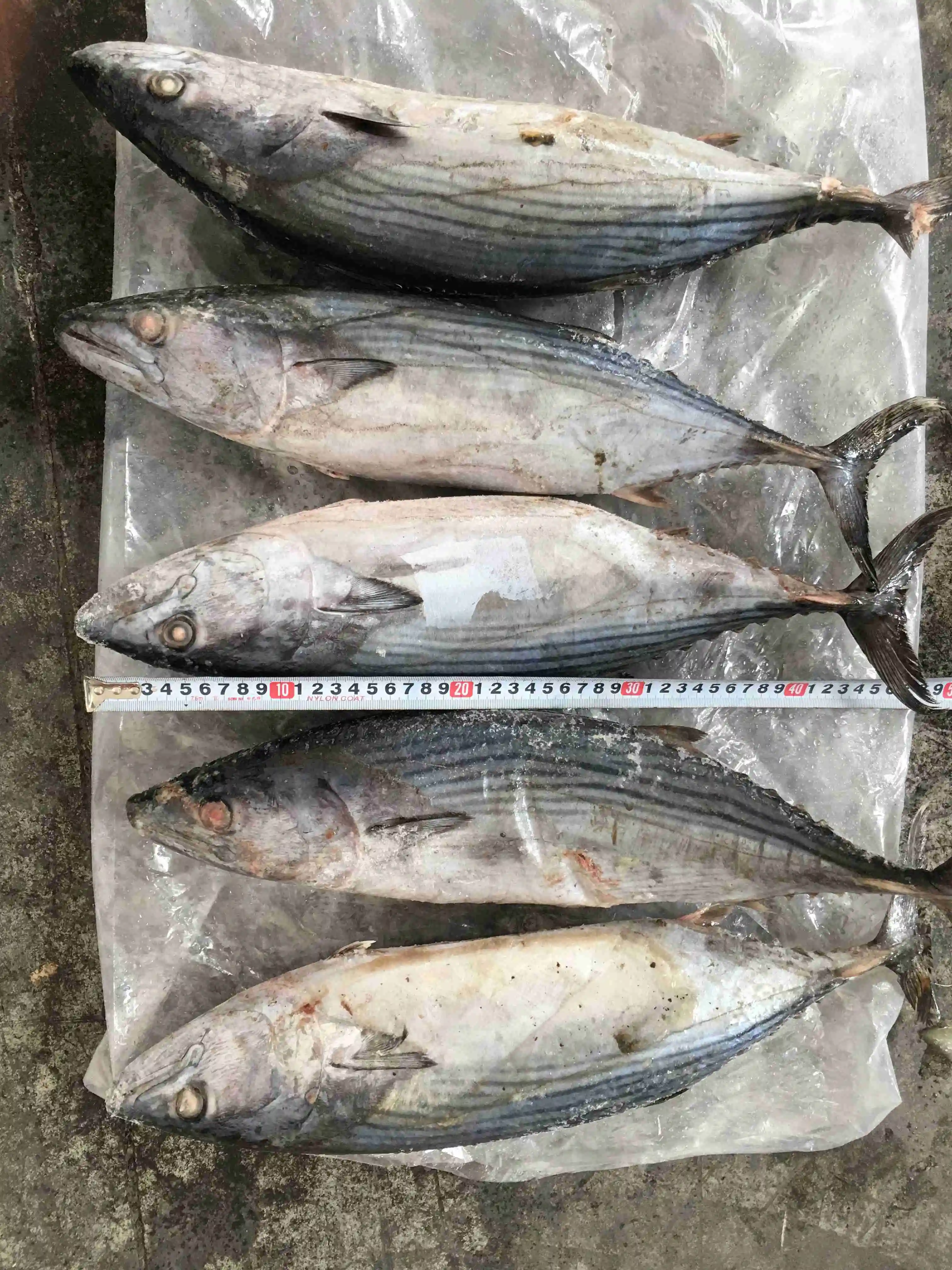 M22 1000g+ Frozen Bonito Fish Skipjack Tuna