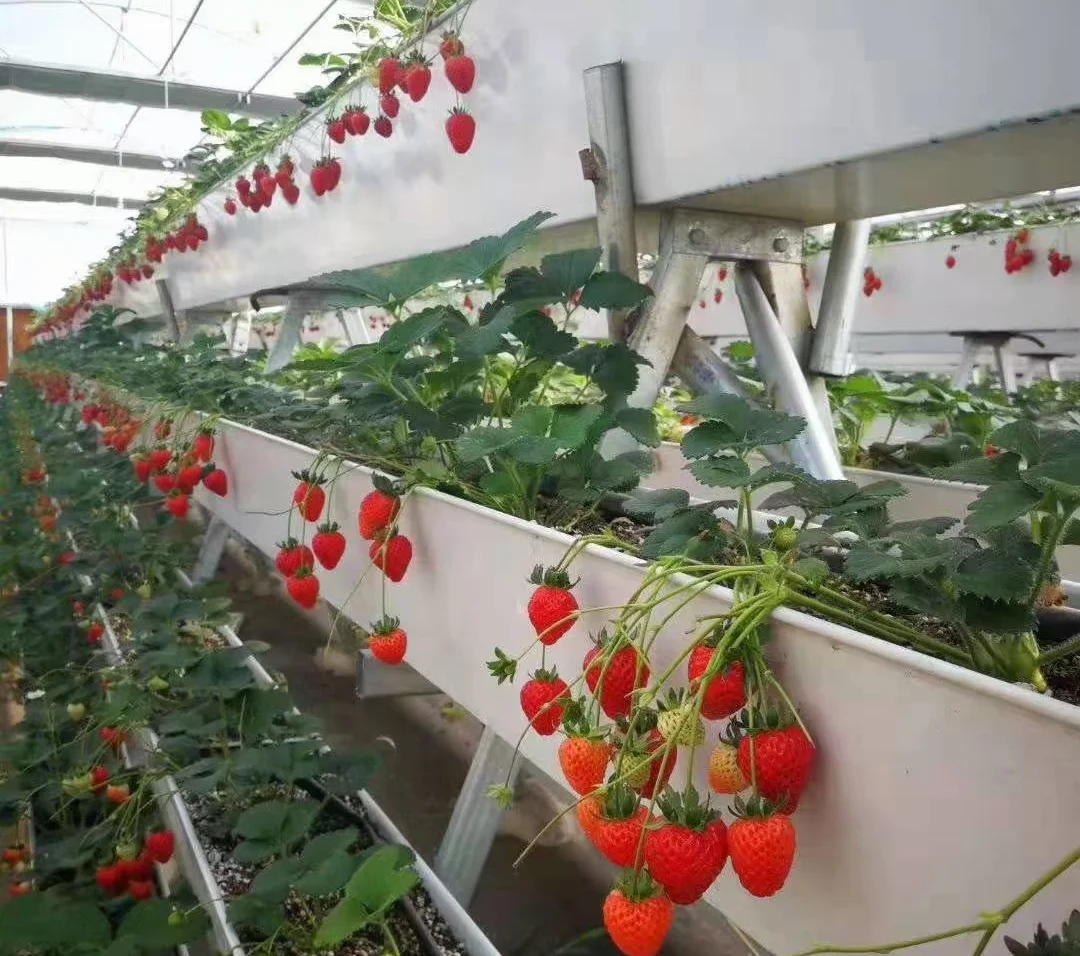 Low Cost greenhouse hydroponic strawberry vertical farming NFT cultivation system
