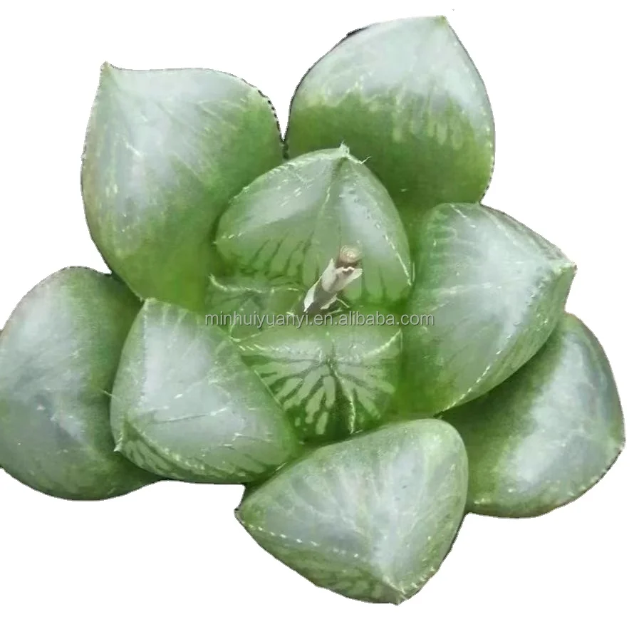 Pot Live Plant  Haworthia sansenjyu Indoor plants