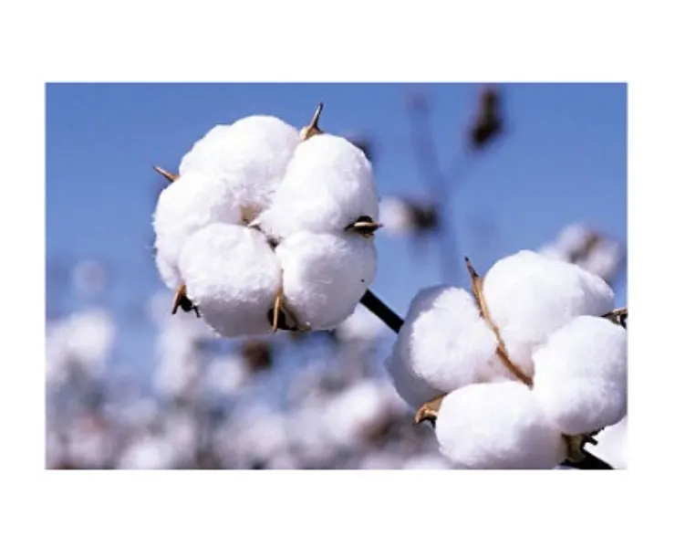 Raw cotton natural filling material great quality wholesale raw cotton