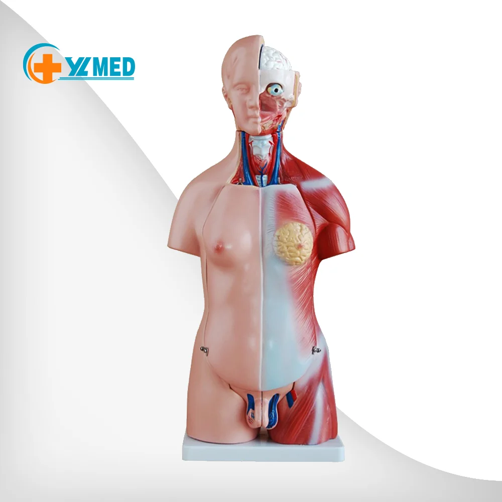 Unisex Human Torso 23 Parts Medical Body Anatomical Model Various Specifications 45CM Medical Science Educational Models CN;HEN