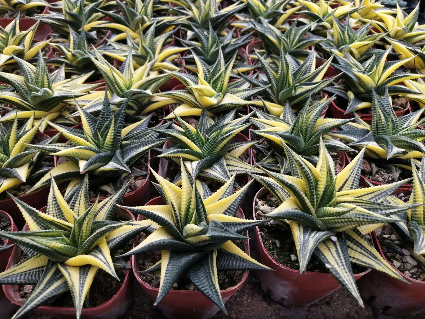  Различные кактусы и суккуленты настоящие haworthia limifolia variegata garden