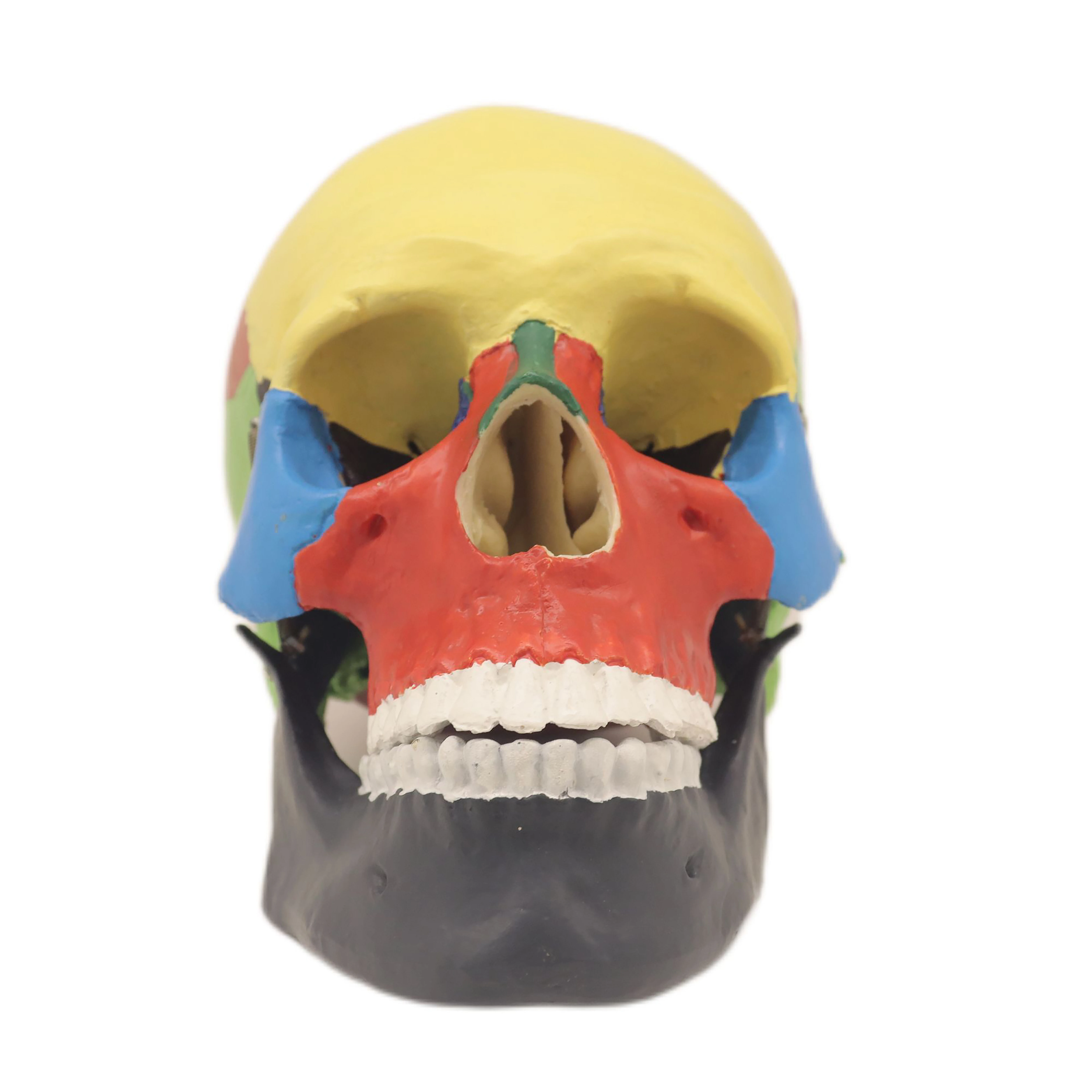 High Reproduction and Accuracy Medical Teaching Models Skull Chromatographic Separation Model (3 Parts)