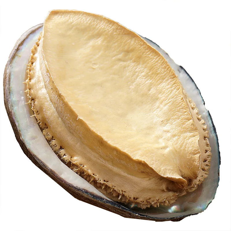 Hot Selling Good Quality Nutritious Shellfish Dried Abalone with Best Price