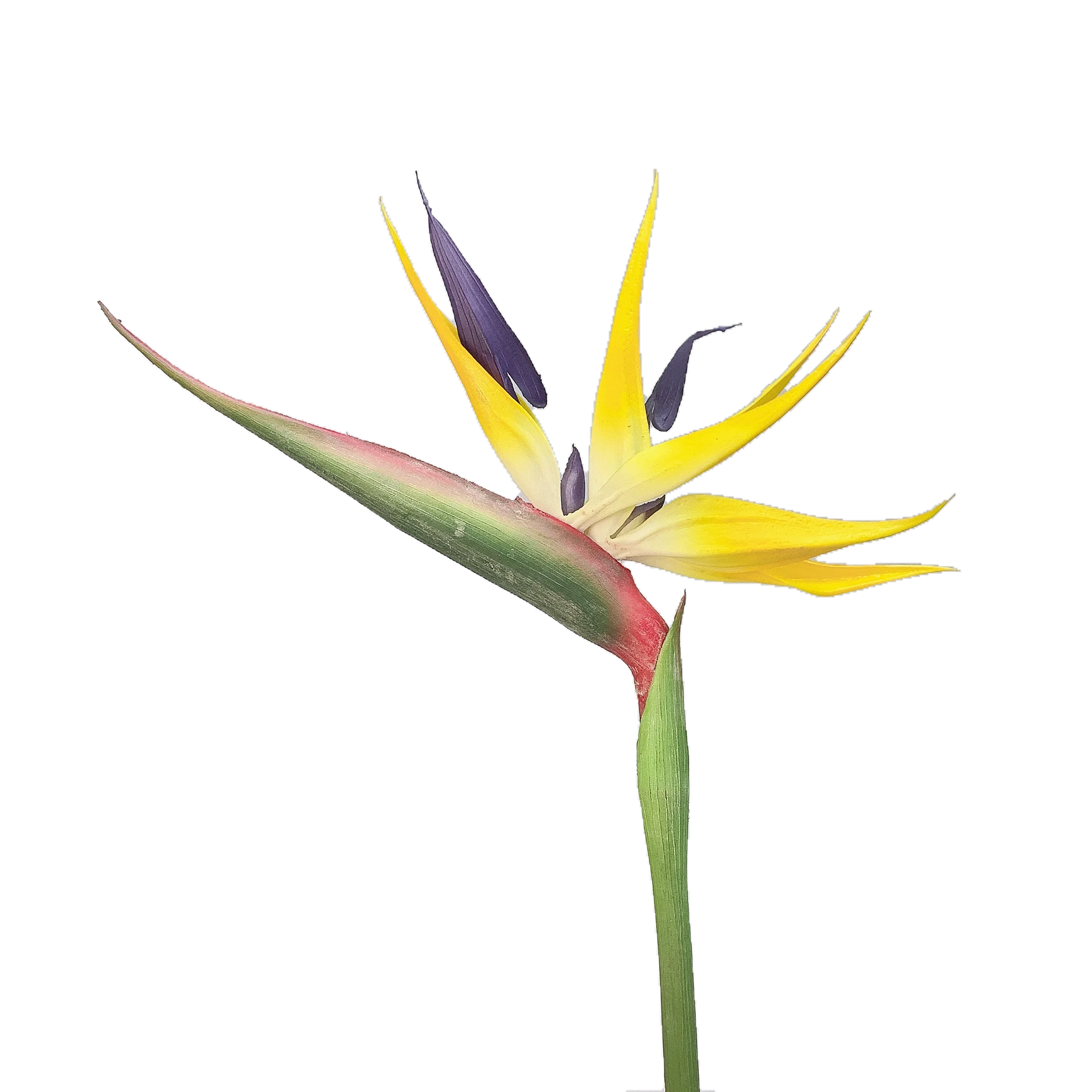 
 Искусственный цветок, искусственная птица рая для украшения дома, витрина для окна, свадебный цветок  