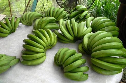 
Vietnam Export Product Fresh cavendish banana Best Price fresh bananas Grade A Best quality 