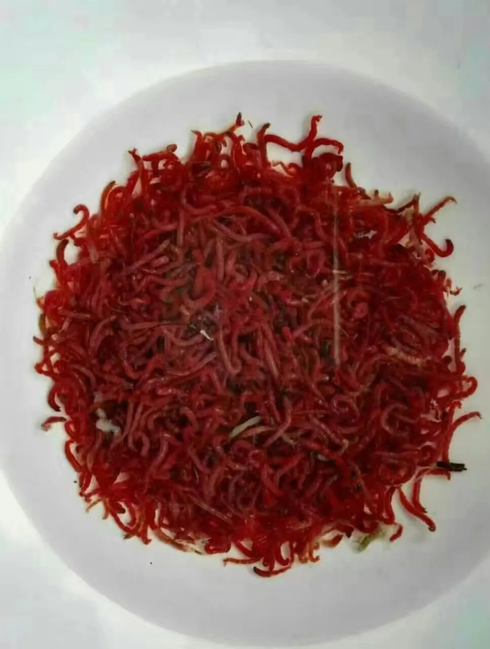 Frozen bloodworm Frozen red worm Flowerhorn fish food