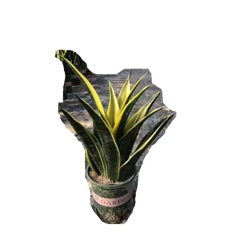 
whole sale Succulent Plants Cactus 20CM Sansevieria trifasciata Prain For Nursery Indoor Live Plant Outdoor Ornamental 