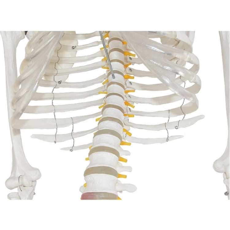 Factory Medical science Life-Size Skeleton 180cm Tall Human Skeleton model for teaching resources