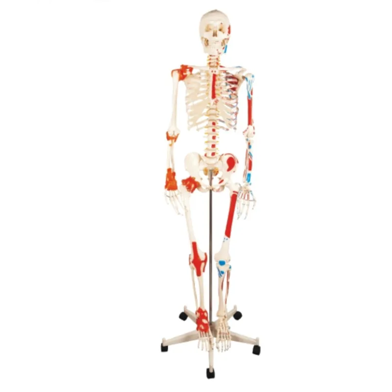 Human whole body bone Skeleton Model with painted muscle and ligament  180CM