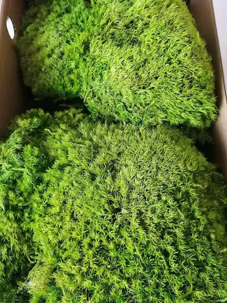 China Factory High Quality Preserved Pole Moss For Wall Decor Home Decor preserved moss