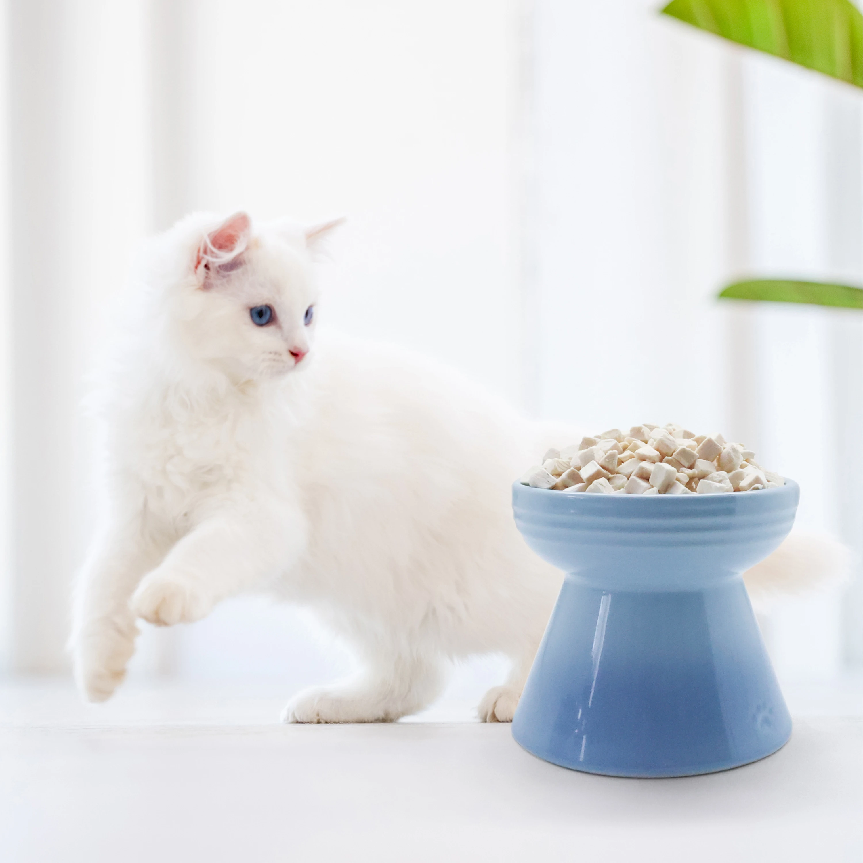 OEM ODM Manufacturer freeze dried chicken pet food cat treats pet food keep natural for high protein cat treat supplier