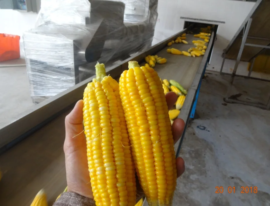 sweet corn (1)