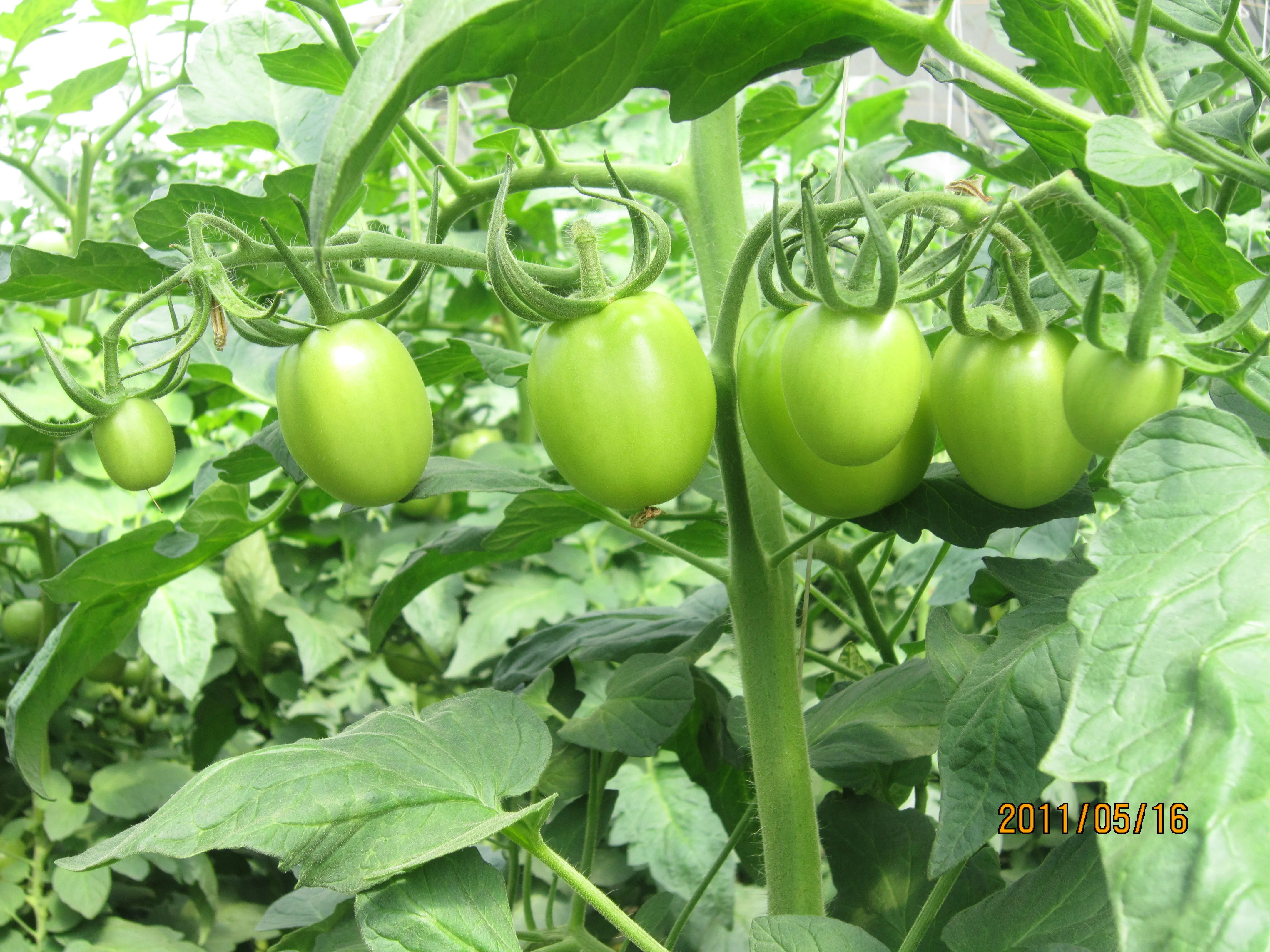 H710 Hybrid Indeterminate marmande tomato seeds