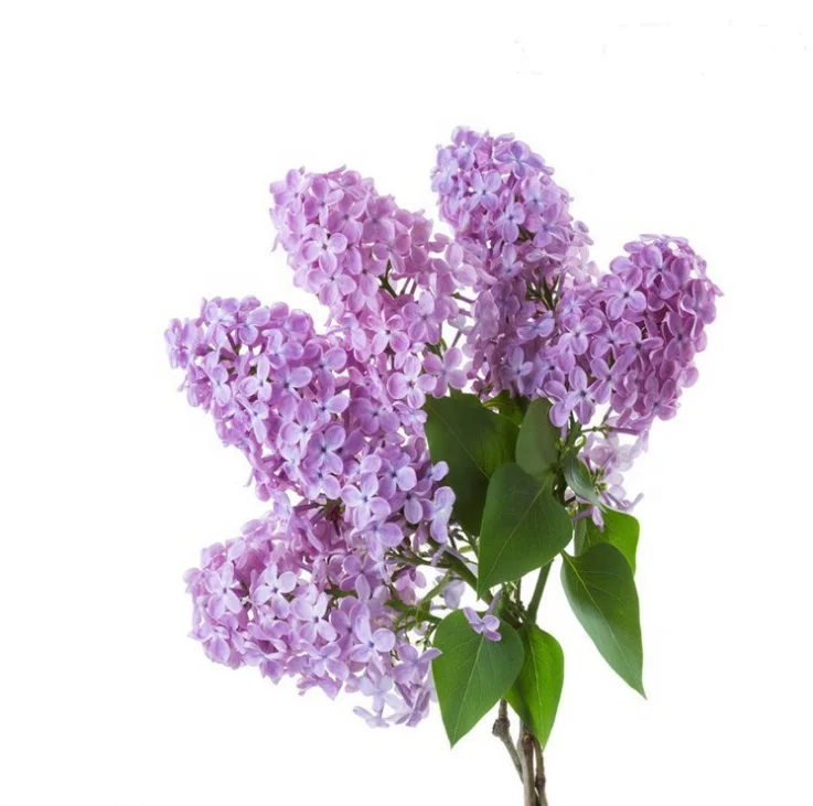 Аутентичные семена сирени, оптовая продажа, гарантия качества, садовые декоративные растения