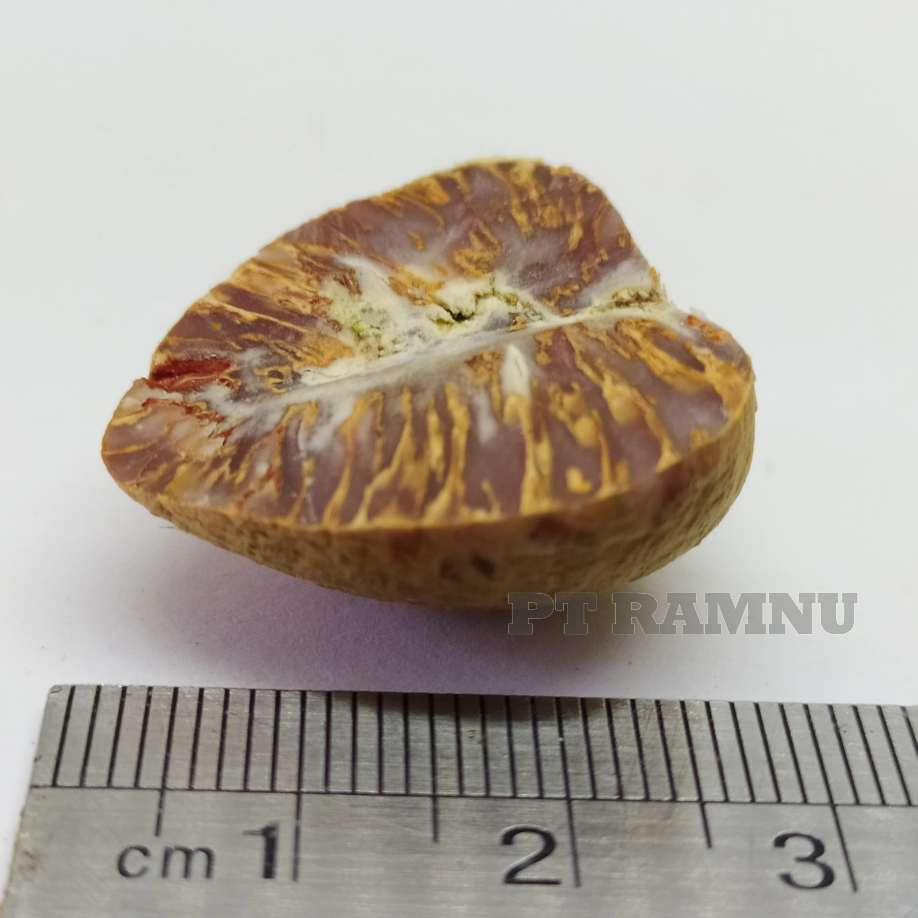 
Betel Nut High Quality from Indonesia 